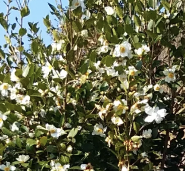 从银行贷出钱做生意赔了，银行的钱还不上了会怎样？会判刑吗？-京牌企服